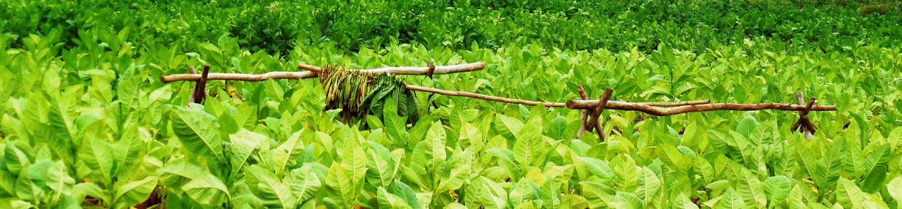 cigarstandard-paralax-tobacco-farm